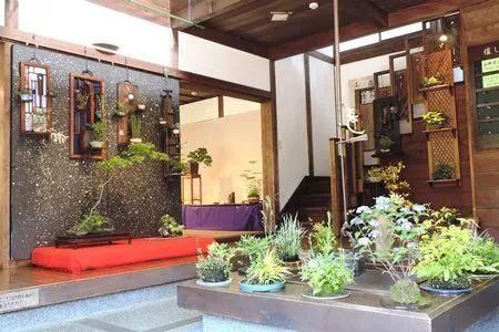 山野草，也高雅！