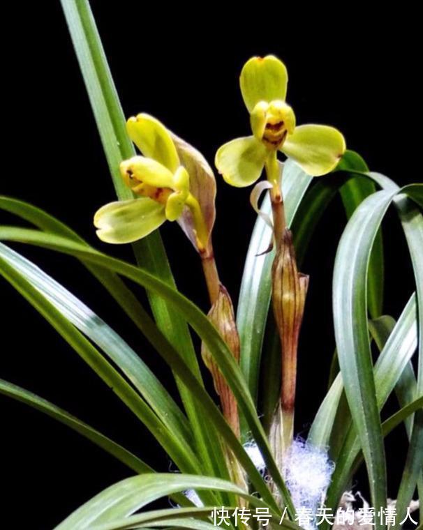 兰花花期浇水做好三件事，兰花花期长，不烂根，不空根！