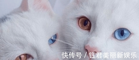 双瞳|人类中最罕见的3种瞳孔:如果你见过这样的人,就可以买彩票了