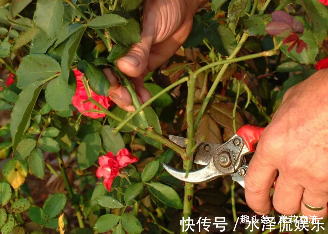 月季花|每年剪几次,喷点药,月季可保持经常开花,不怕黄叶和感染病虫害