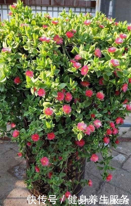 养护|4种花太好养，沾土就能活，新手也能养爆盆！