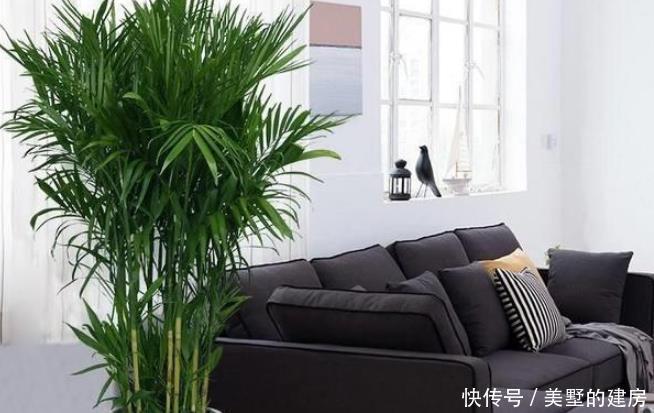 这4种花可以养出“富贵命”,寓意平平安安,聪明的家长都在养