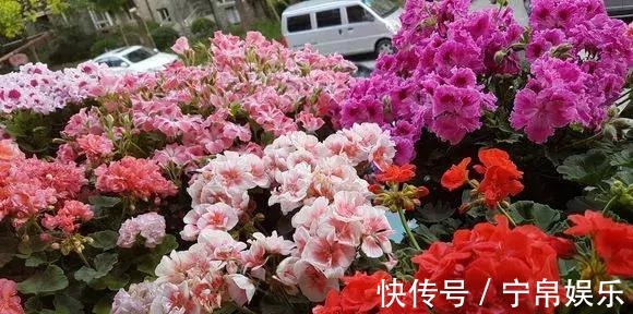 德利|1种花“人人爱”,耐旱好养,新手也能花开成球,一开300天!