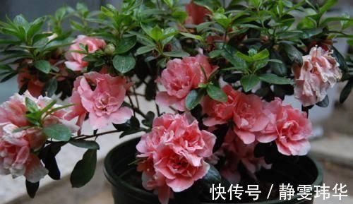 逛花市千万别买这3种花，内藏“猫腻”，买回家很难养活