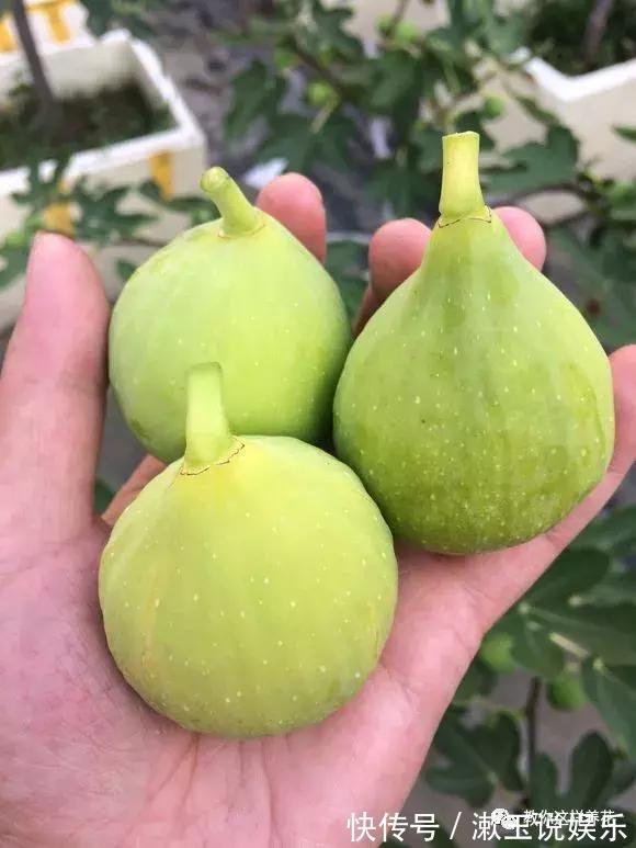 花友|这种水果枝条阳台一插,1年就挂果,果实太多压弯枝!