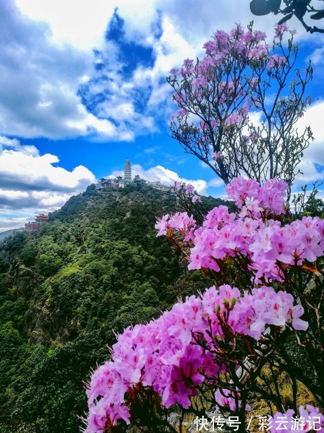 大理|7月大理鸡足山杜鹃花正开放，山花映古寺，鸡足山原来那么美！