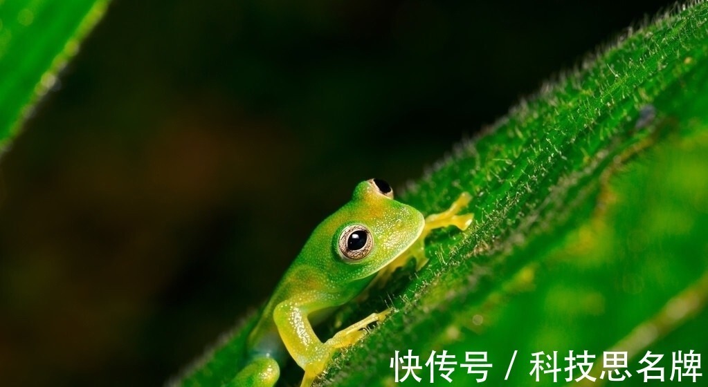 两栖动物&精雕玉琢知汝心，五脏六腑能一览无余的玻璃蛙，却是动物界好父母