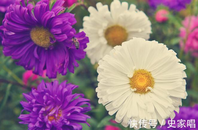 大丽花|10种菊花品种看看你见过多少