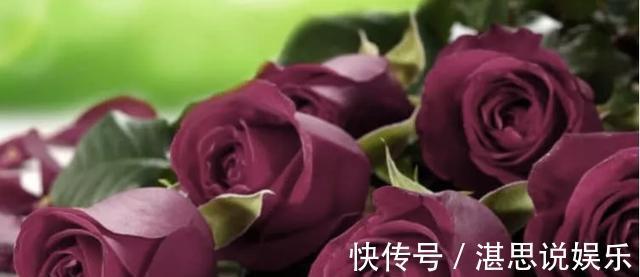 玫瑰中的皇族——“路易十四”，拿破仑皇后的最爱！美的动人心魄