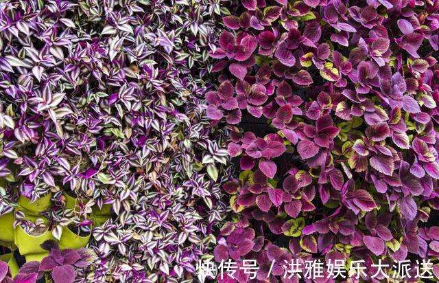 吊竹梅|3种吊兰别这么养，不然疯长爆芽，控制不住！