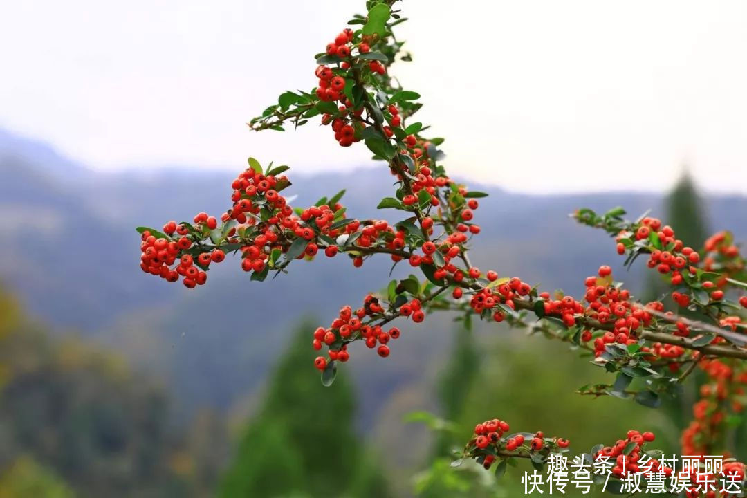  果实|山里的野果是农村童年最珍贵的零食，吃过的至少是90后