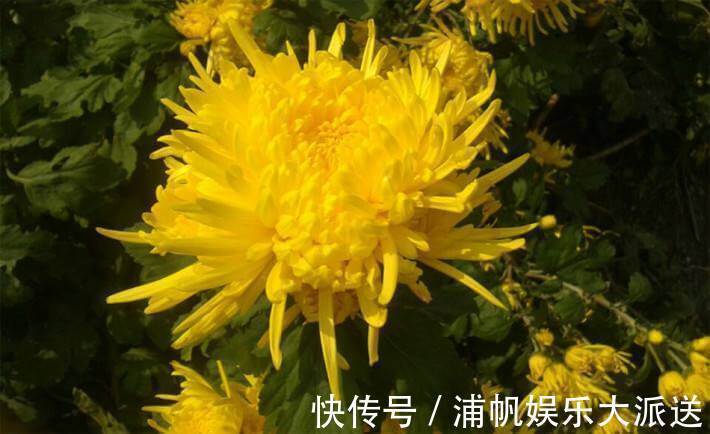 金边|这几款花卉，堪称花界“开花机器”，盆栽上几种，花开繁华又浪