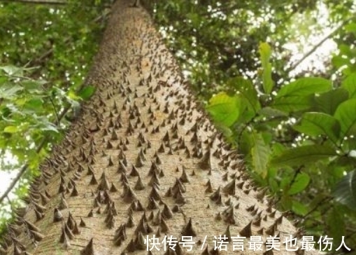 树叶|地球上现存脾气最大的树,不能砍也不能烧,敢动它就要你命
