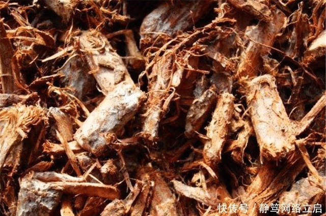 老大爷养君子兰，用上3种“黑炭块”，齐刷刷冒白根，年年开花旺