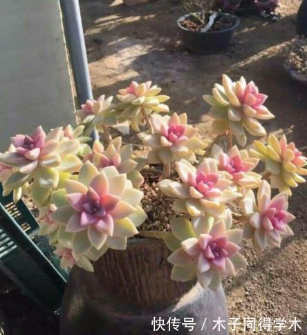 光照|新手养盆多肉淡雪,3个动作养出漂亮桃心,容易爆盆长成小老桩