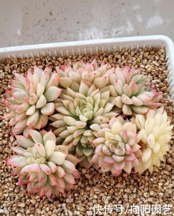 多肉植物|多肉适合“干养”，干土养出来的多肉更皮实，水多了，没啥好处