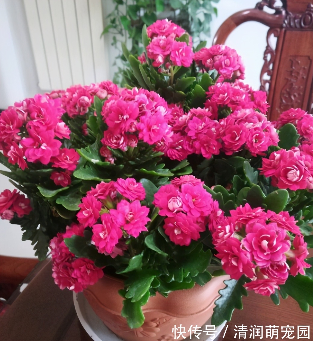 新芽|夏季的长寿花，做好“二少二不缺”，植株健壮不黑腐，新芽能翻倍