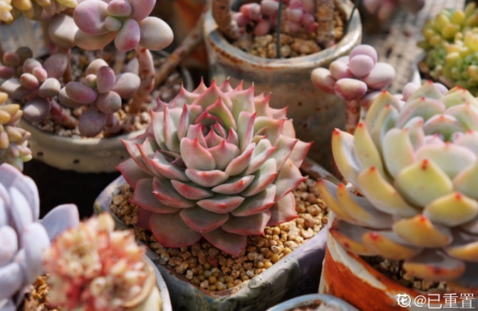 服盆|新买的多肉,旱它10天不浇水,反而长得特别胖!