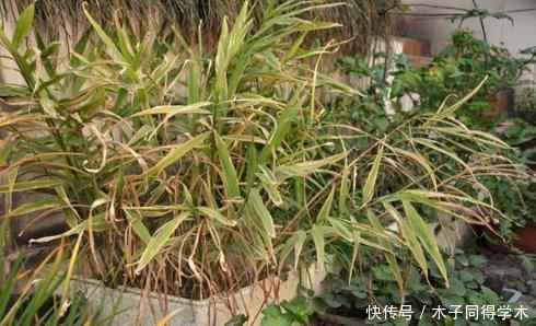 盆栽|阳台种生姜,只用泡沫箱,挖出几十斤,轻松收货“姜山”