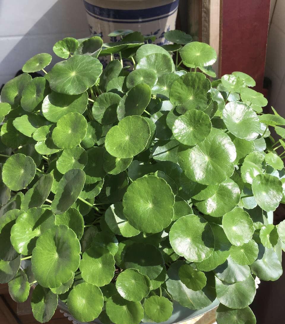 新手|家家户户都能养得6种“耐热花”,天气越热越开花,新手也能养好