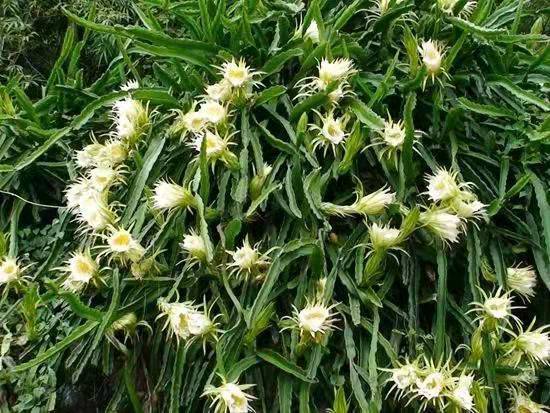 排毒养颜|女性不想变成老太婆,要坚持吃3种食物,排毒养颜、滋润肌肤!