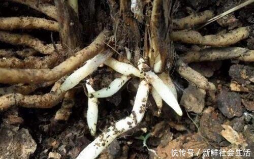 养花换盆换土，记得做关键“1步”，不然全是“白干”，别忽视！