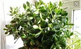 橡皮树|客厅适合养树,好养又好看,空气更清新,新手也会养!