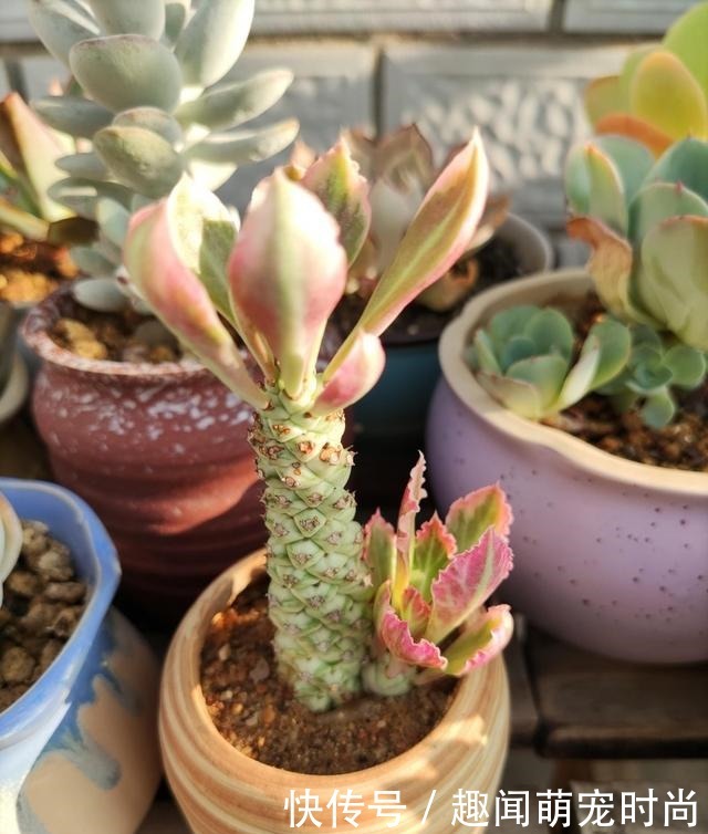 一个月没看的多肉，竟然让人腰酸背痛……