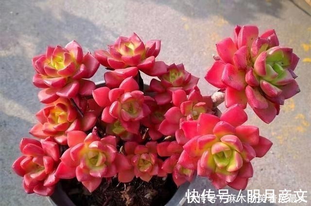 姬胧月|这“三多肉”是爆崽小能手,遇水疯长“寓意好”,却被当作低端货!