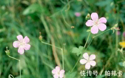 李时珍|一味不被重视的中药,祛风湿,通经络,李时珍说“浸酒,大有效”