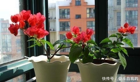 养护|她在院里养了一种花,3年之后美如画,见到的人都说像仙境!