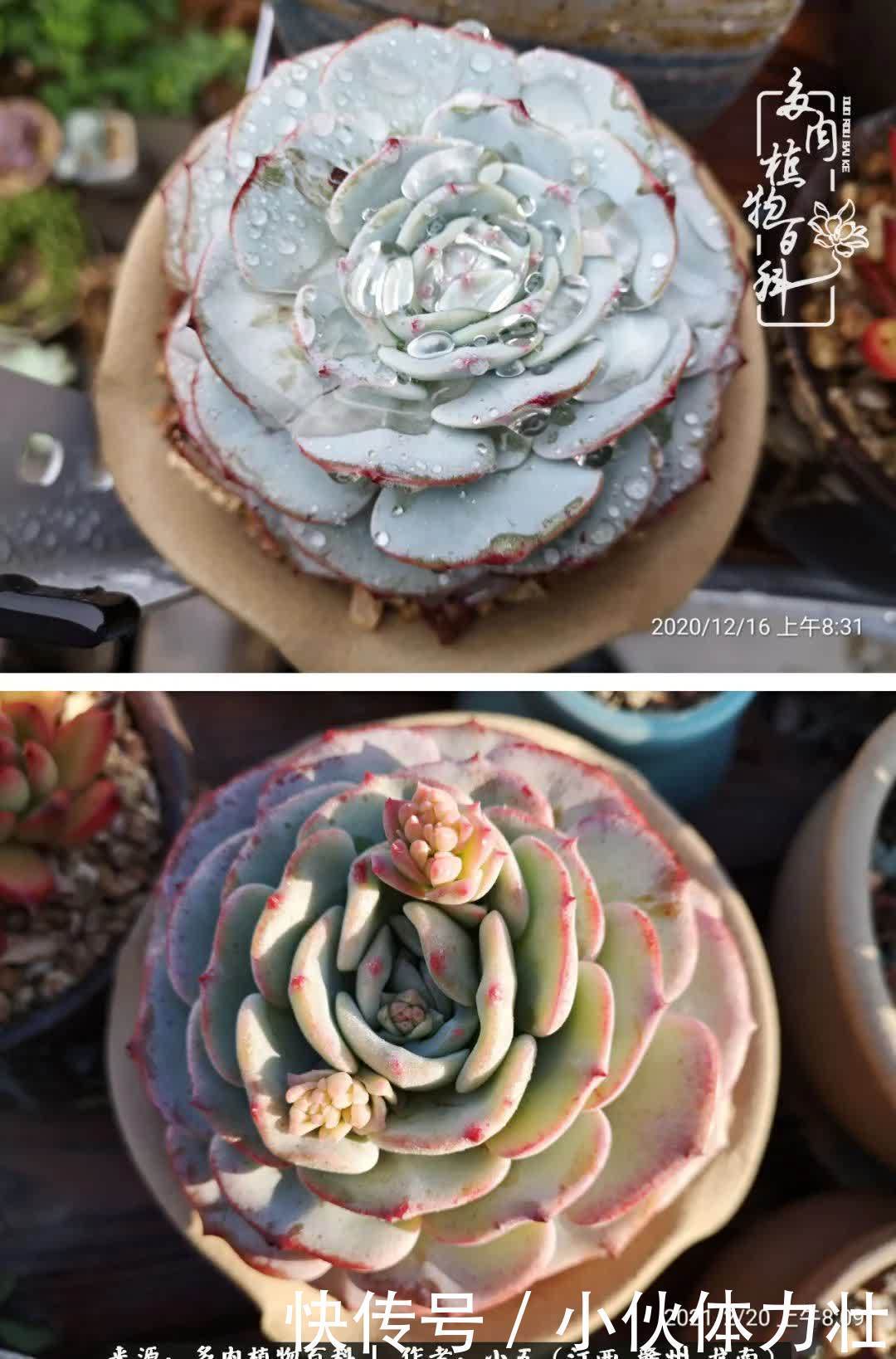 懵懵懂懂入肉坑,跌跌撞撞养多肉