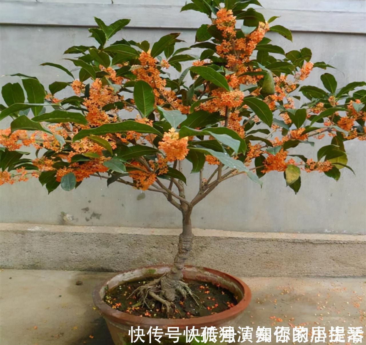 果树|3种“养人树”,漂亮有香味,能吃能观赏,建议至少养一种