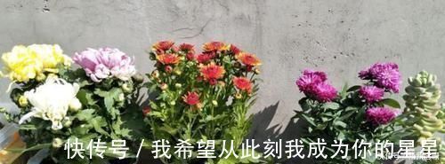 阳台上|家中存在2类花要趁早搬离，它们对健康无益，放到室内弊端多