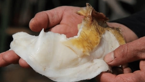 庐山@中国“太岁”是什么物种?揭开太岁的庐山真面目,你想都想不到