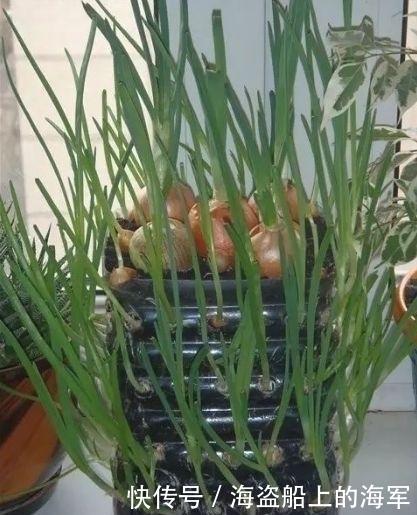 个个|收集了20个空油桶,养花种菜个个疯长,想吃就摘,天天有新鲜菜吃