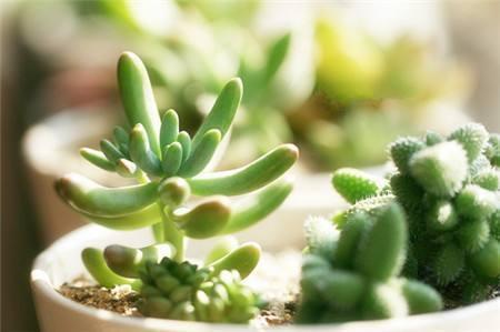 碰到这几种情况,多肉别浇水了!多浇一点就死翘翘