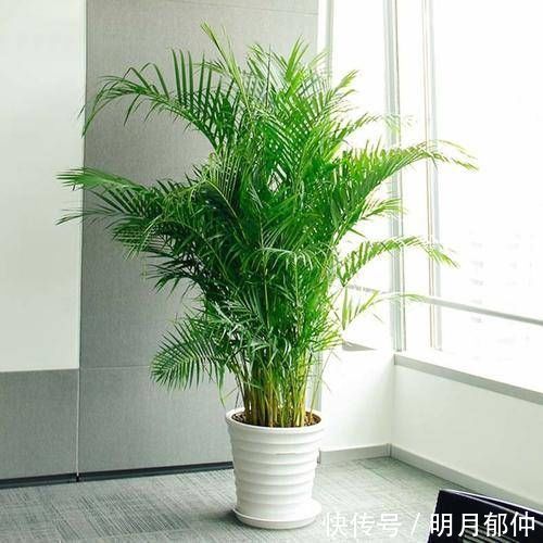 4种花，不喜欢阳光，家中光照不足，照样枝繁叶茂，开花爆盆