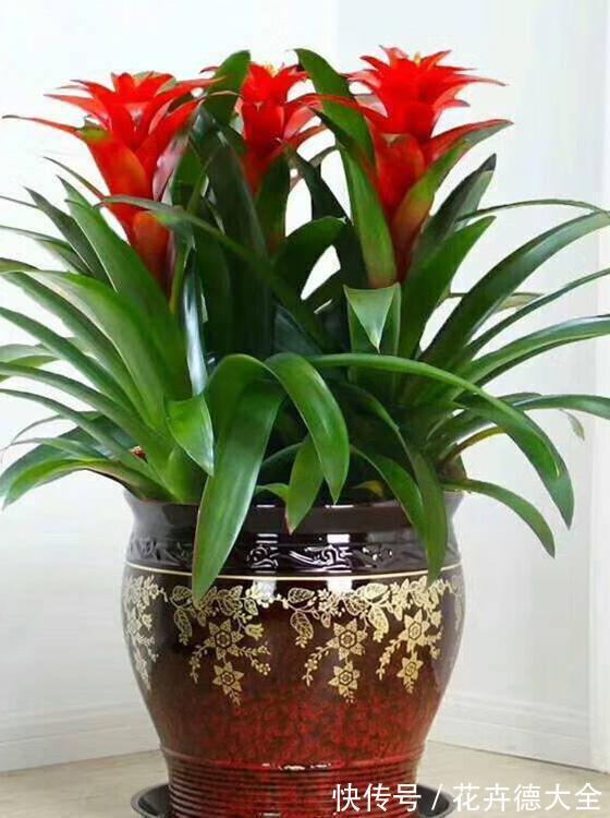 7种“转运花”，家里养一盆，漂亮又吉利，还有好运气