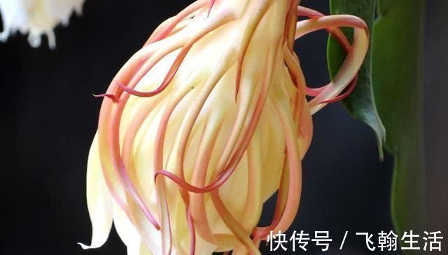 这几种花,养了就是赚到,花苞、果实、叶子都是好东西