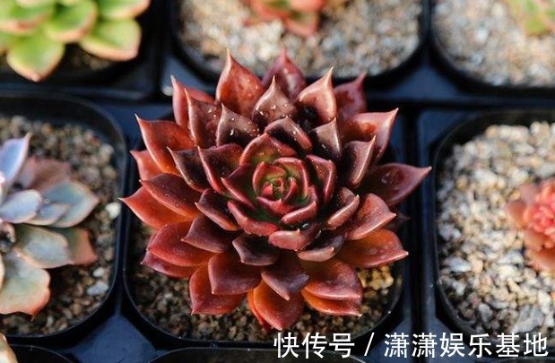 多肉|适合新手养的9种多肉，叶片沾土就活，轻松长爆盆，状态非常美