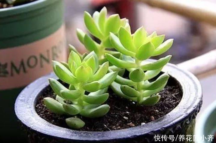 多肉|秋季凉爽适合繁殖多肉，教你3种方法，掌握窍门都能快速生根