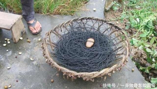 农村小伙“懒方法”钓鱼,一晚收获这7只巨物