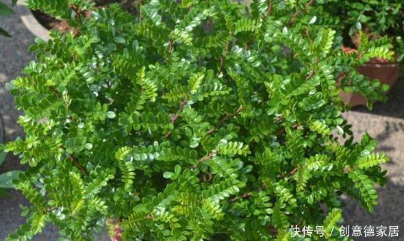 柠檬树|家庭养花不如种树,盆栽柠檬、清香木、九里香,屋里四季飘香