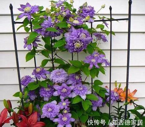 这五种花儿，一个枝条就能种，爬藤爬满墙，开花又多又漂亮