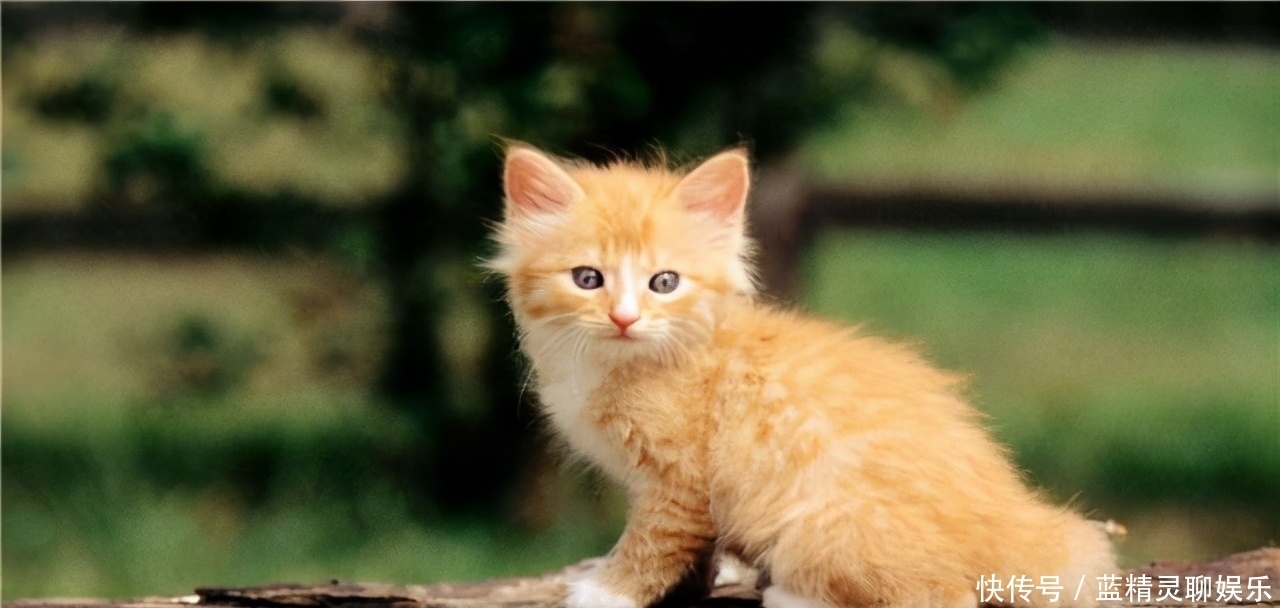 李时珍|猫肉为何不上中国餐桌?其实李时珍早就告诉我们答案,古人已试过