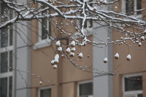 唯有雪花真绝色，飘落时节动师大