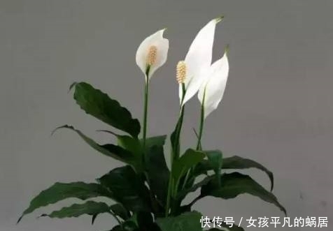 寓意|这几种花有钱人都抢着养,家里种上一盆顺风顺水,日子越过越红火