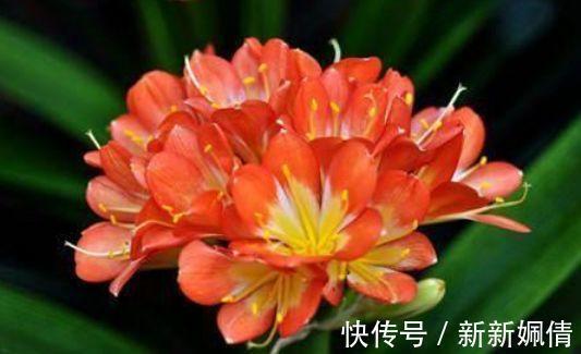 4种花是爆盆能手,开起花来“拦”不住,家里养一盆,招财又纳福
