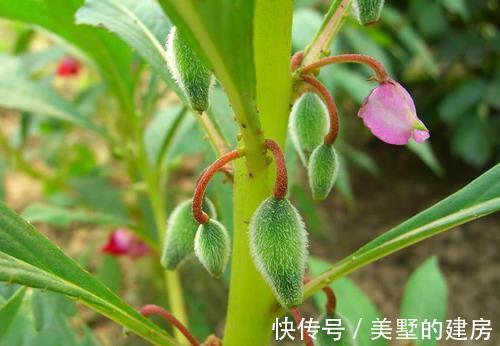 修剪|6种“漂亮花”,开完花别修剪,长满黑种子,第二年有惊喜